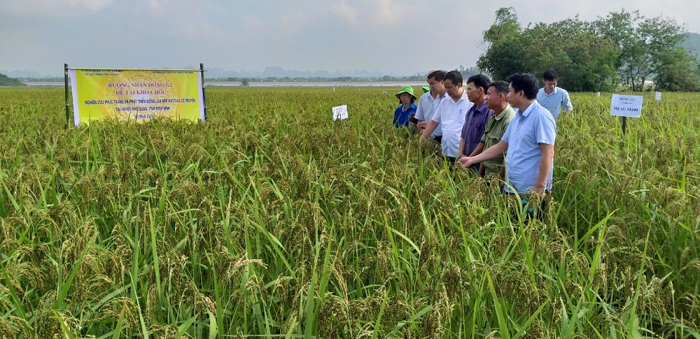 Quy trình kỹ thuật thâm canh giống lúa nếp hạt cau