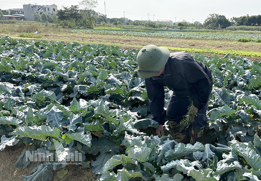 Nông dân Ninh Sơn tích cực chăm sóc rau vụ đông phục vụ thị trường Tết