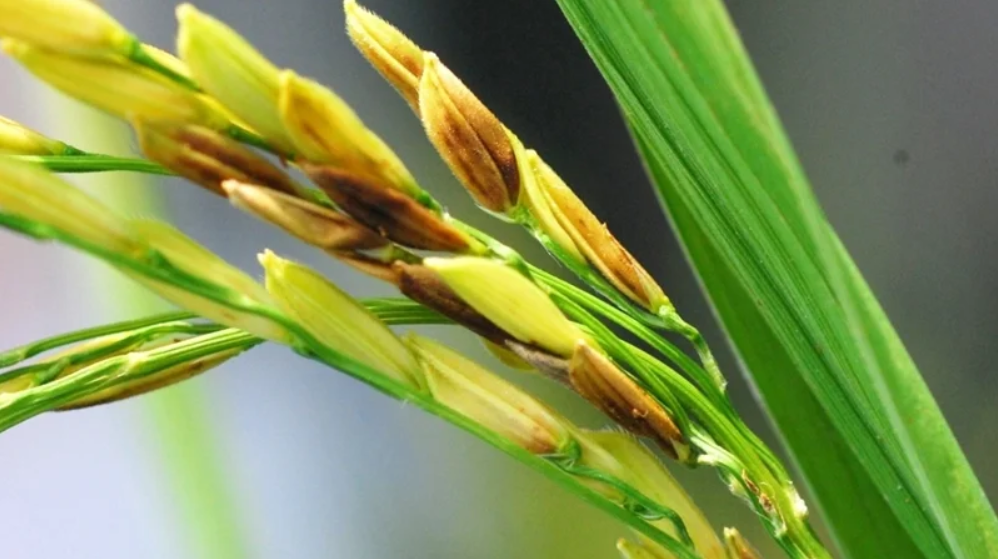 Bệnh Lem lép hạt và các biện pháp phòng trừ